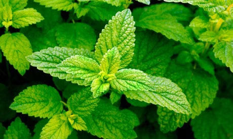 Lemon Balm Extract — 1,600mg (4:1 extract, 400mg)